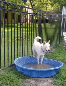 Mary Ann Herrington’s dog Billy, a white Husky mix who spent the first year of his life in Miami, Fla., dips his front paws in a doggie pool for some relief from the heat.